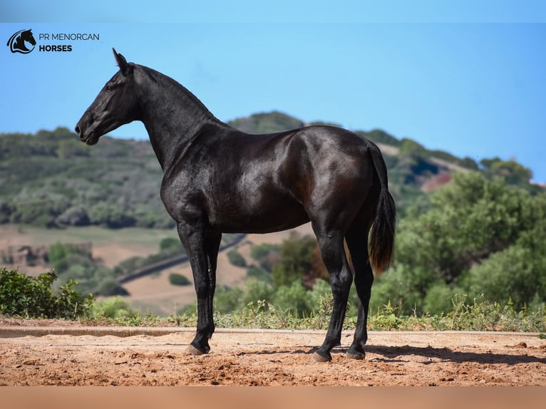 Menorcaanse Merrie 3 Jaar 160 cm Zwart in Menorca