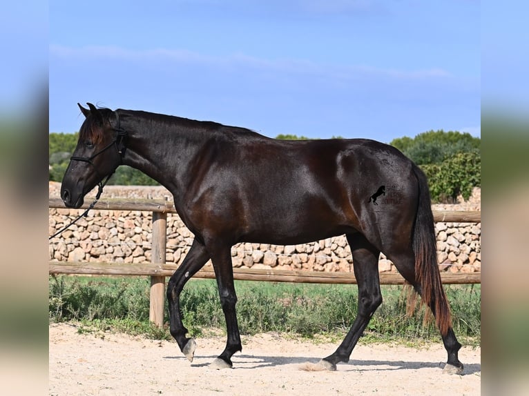 Menorcaanse Merrie 3 Jaar 161 cm Zwart in Menorca