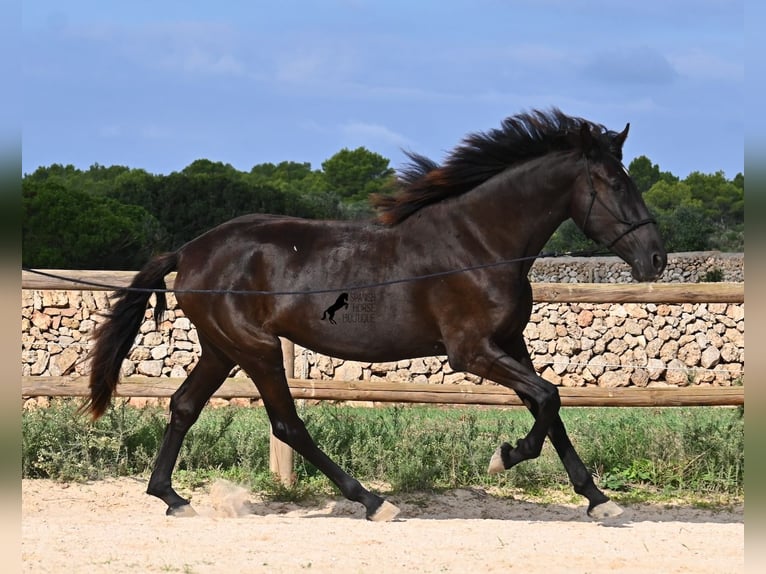 Menorcaanse Merrie 3 Jaar 162 cm Zwart in Menorca