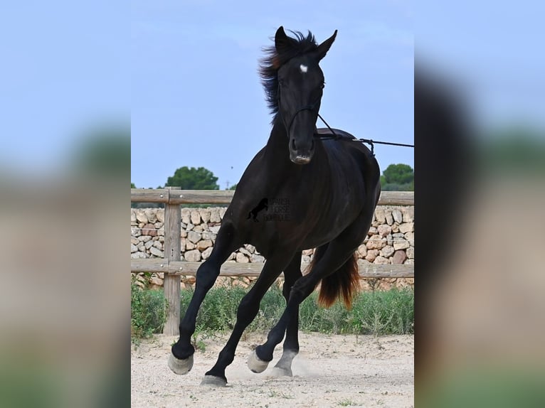 Menorcaanse Merrie 3 Jaar 162 cm Zwart in Menorca