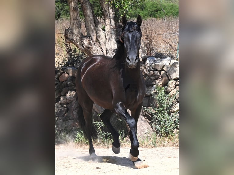 Menorcaanse Merrie 3 Jaar 162 cm Zwart in Menorca