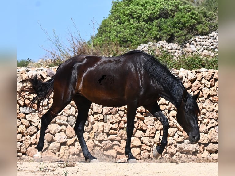 Menorcaanse Merrie 3 Jaar 162 cm Zwart in Menorca