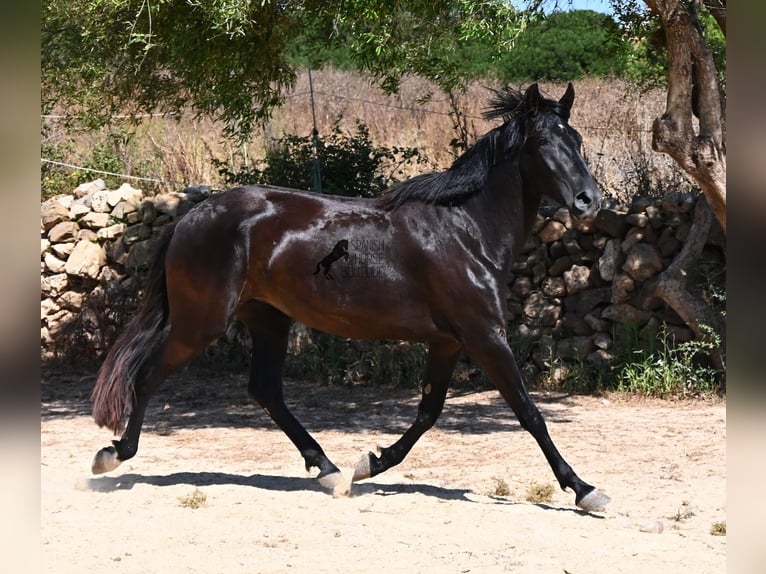 Menorcaanse Merrie 3 Jaar 162 cm Zwart in Menorca