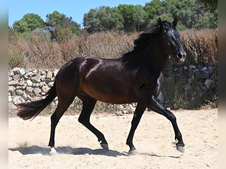 Menorcaanse Merrie 3 Jaar 162 cm Zwart in Menorca