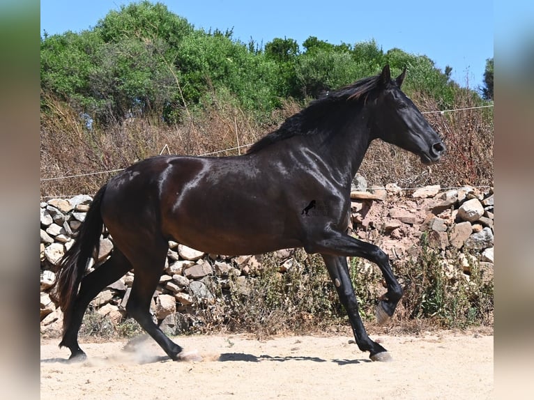 Menorcaanse Merrie 3 Jaar 162 cm Zwart in Menorca