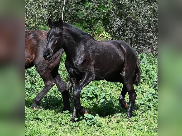 Menorcaanse Merrie 3 Jaar 163 cm Zwart in Menorca