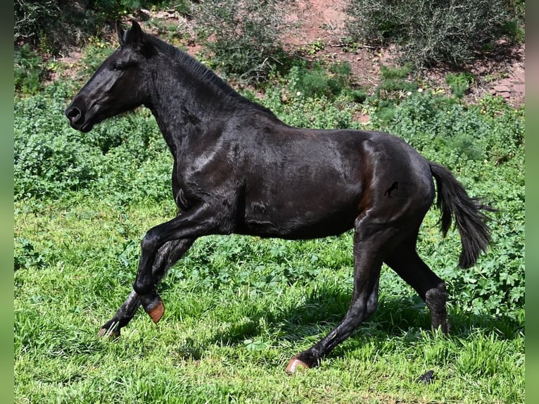 Menorcaanse Merrie 3 Jaar 163 cm Zwart in Menorca