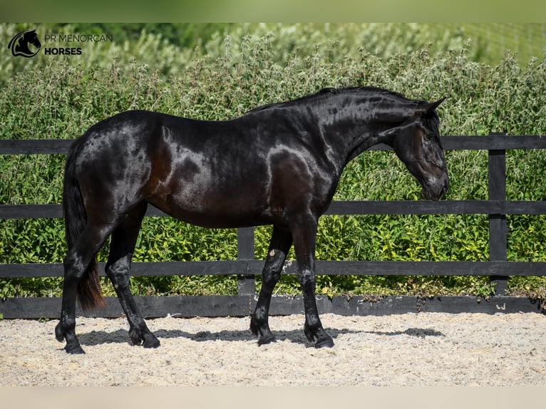 Menorcaanse Merrie 3 Jaar 165 cm Zwart in Kent