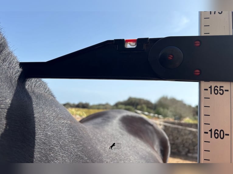 Menorcaanse Merrie 3 Jaar 166 cm Zwart in Menorca