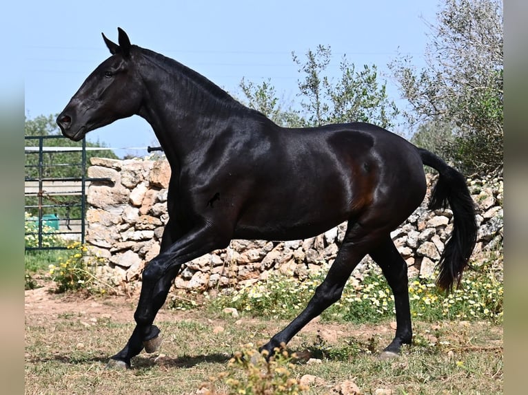 Menorcaanse Merrie 3 Jaar 166 cm Zwart in Menorca