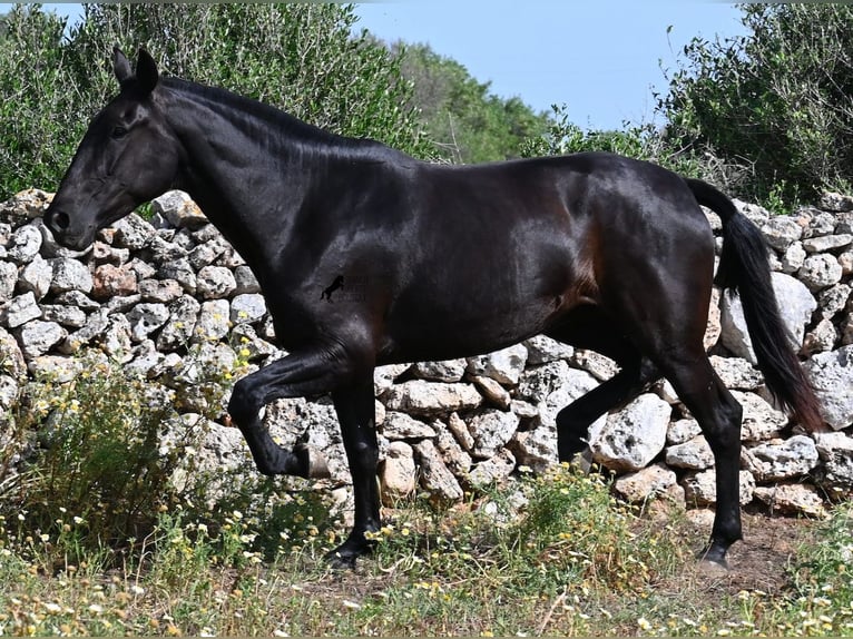 Menorcaanse Merrie 3 Jaar 166 cm Zwart in Menorca