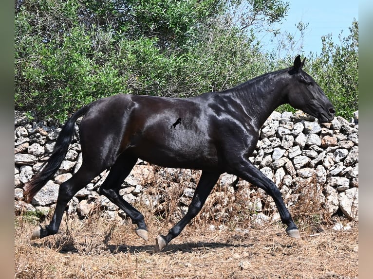 Menorcaanse Merrie 3 Jaar 166 cm Zwart in Menorca