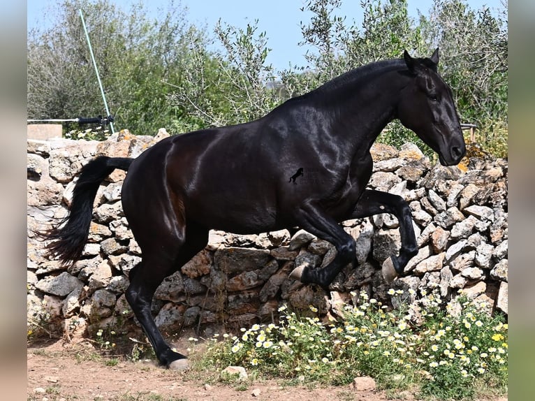 Menorcaanse Merrie 3 Jaar 166 cm Zwart in Menorca