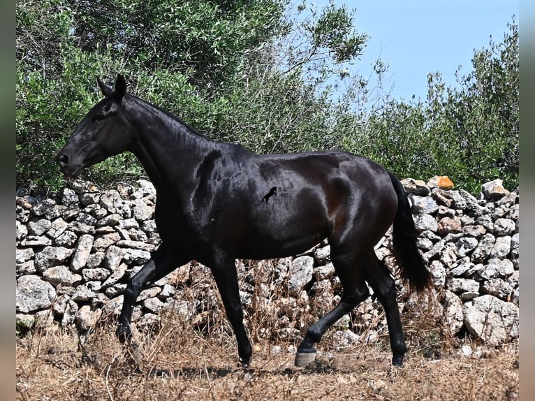 Menorcaanse Merrie 3 Jaar 166 cm Zwart in Menorca