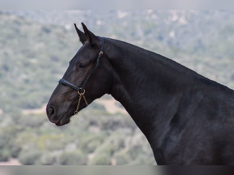 Menorcaanse Merrie 3 Jaar 166 cm Zwart in Menorca