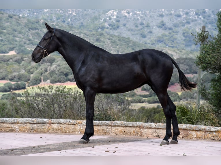 Menorcaanse Merrie 3 Jaar 166 cm Zwart in Menorca