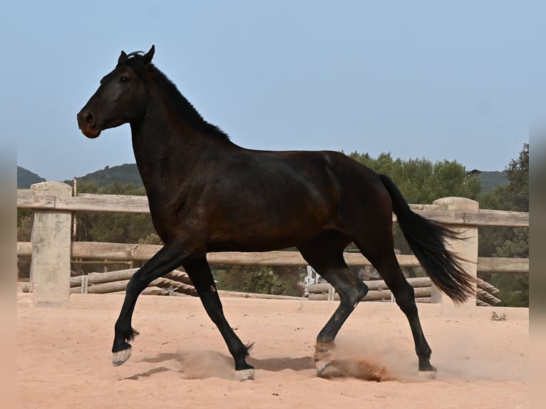 Menorcaanse Merrie 3 Jaar 166 cm Zwart in Menorca