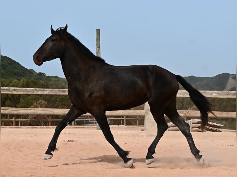 Menorcaanse Merrie 3 Jaar 166 cm Zwart in Menorca