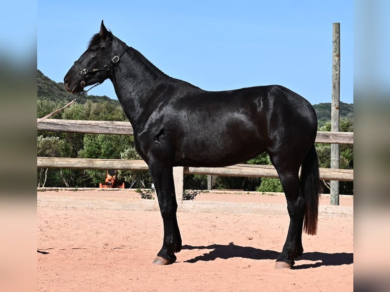 Menorcaanse Merrie 3 Jaar 167 cm Zwart in Menorca