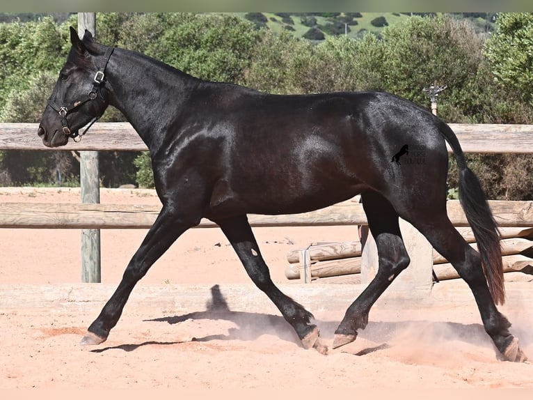 Menorcaanse Merrie 3 Jaar 167 cm Zwart in Menorca