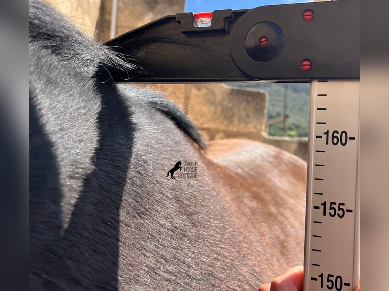 Menorcaanse Merrie 3 Jaar 169 cm Zwart in Menorca