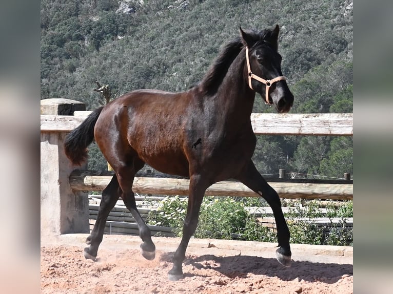 Menorcaanse Merrie 3 Jaar 169 cm Zwart in Menorca