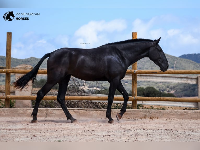 Menorcaanse Merrie 3 Jaar 174 cm Zwart in Menorca