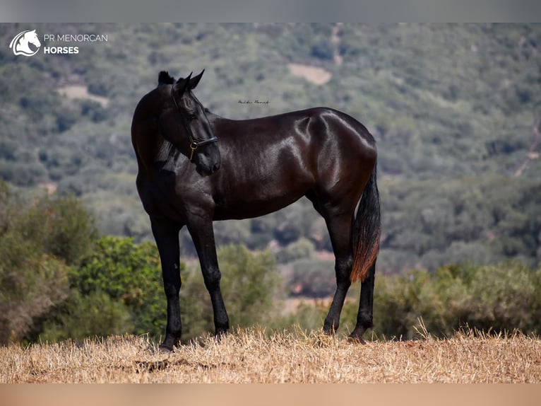 Menorcaanse Merrie 3 Jaar 174 cm Zwart in Menorca