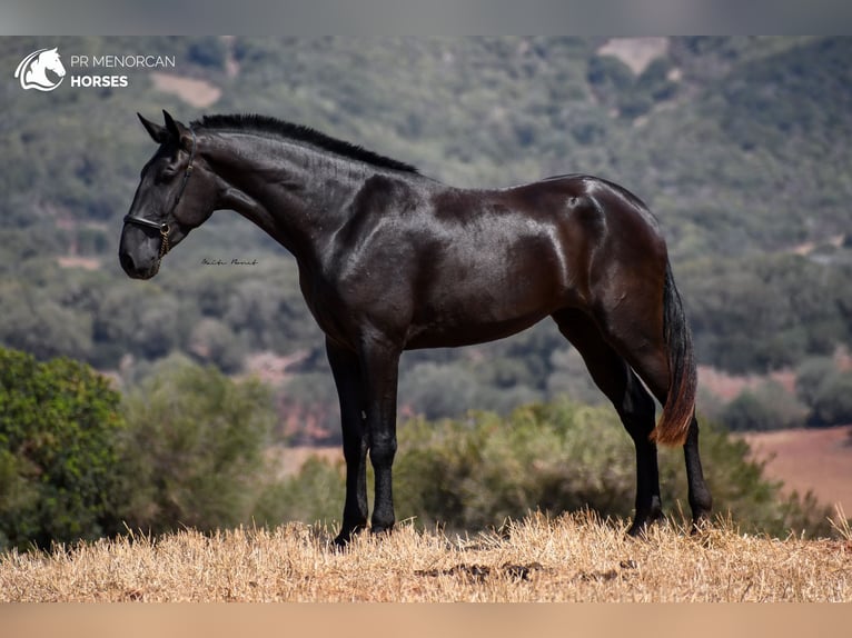 Menorcaanse Merrie 3 Jaar 174 cm Zwart in Menorca