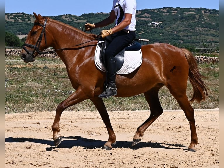 Menorcaanse Merrie 4 Jaar 155 cm Vos in Menorca
