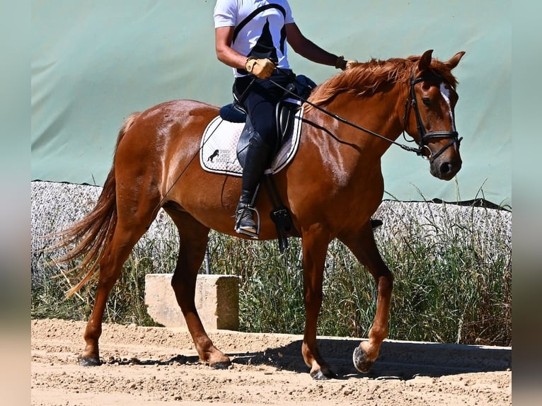 Menorcaanse Merrie 4 Jaar 155 cm Vos in Menorca