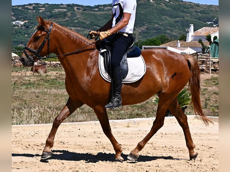 Menorcaanse Merrie 4 Jaar 155 cm Vos in Menorca