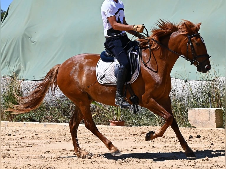 Menorcaanse Merrie 4 Jaar 155 cm Vos in Menorca