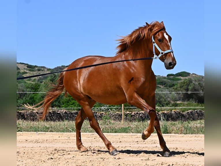 Menorcaanse Merrie 4 Jaar 155 cm Vos in Menorca