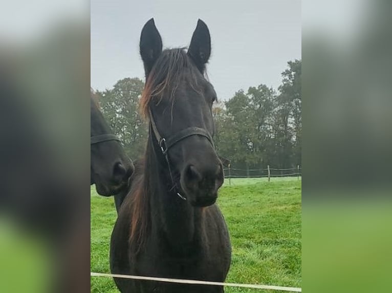 Menorcaanse Merrie 4 Jaar 155 cm Zwart in Beveuge