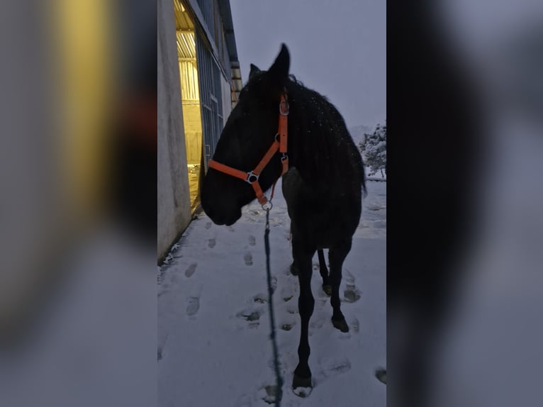 Menorcaanse Merrie 4 Jaar 155 cm Zwart in Beveuge