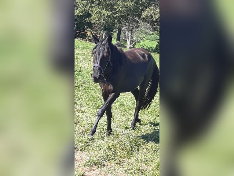 Menorcaanse Merrie 4 Jaar 155 cm Zwart in Beveuge