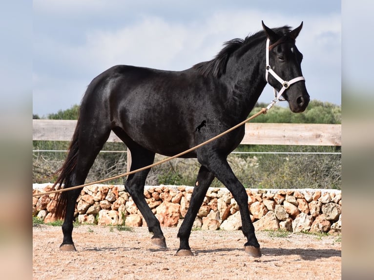 Menorcaanse Merrie 4 Jaar 155 cm Zwart in Menorca