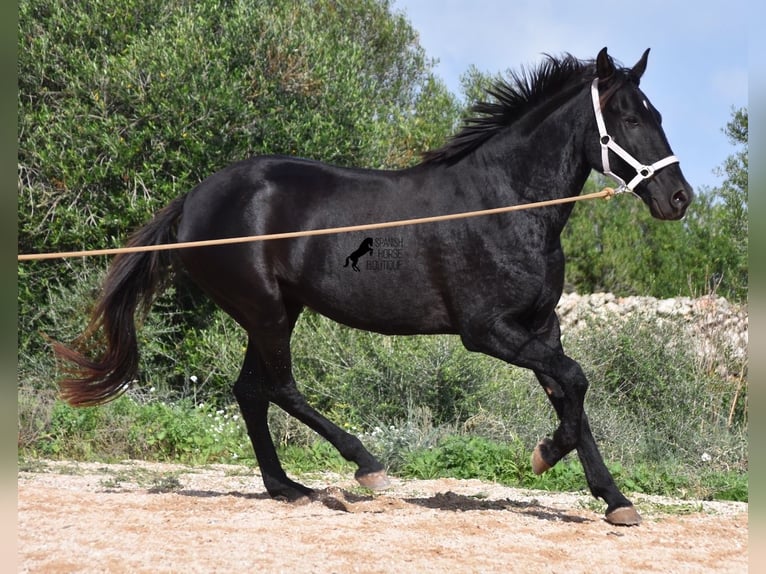 Menorcaanse Merrie 4 Jaar 155 cm Zwart in Menorca