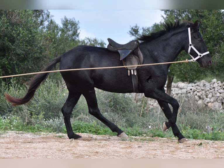 Menorcaanse Merrie 4 Jaar 155 cm Zwart in Menorca