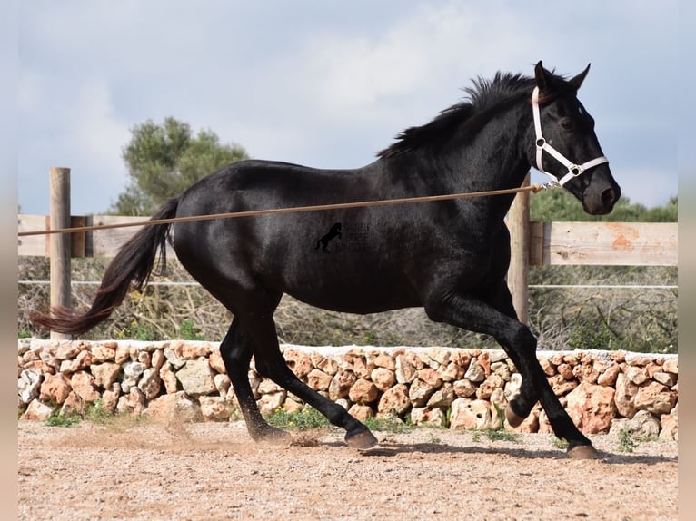 Menorcaanse Merrie 4 Jaar 155 cm Zwart in Menorca