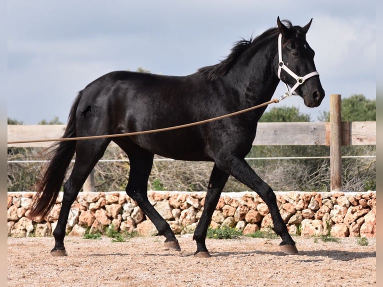 Menorcaanse Merrie 4 Jaar 155 cm Zwart in Menorca