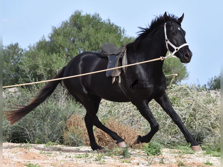 Menorcaanse Merrie 4 Jaar 155 cm Zwart in Menorca