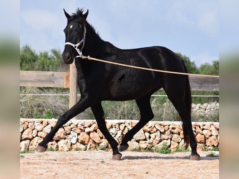 Menorcaanse Merrie 4 Jaar 155 cm Zwart in Menorca