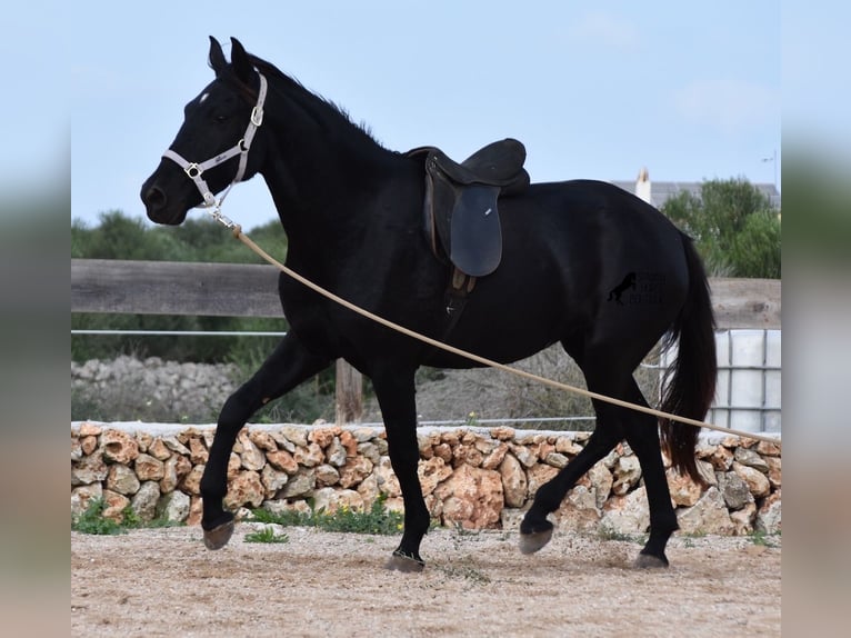 Menorcaanse Merrie 4 Jaar 155 cm Zwart in Menorca