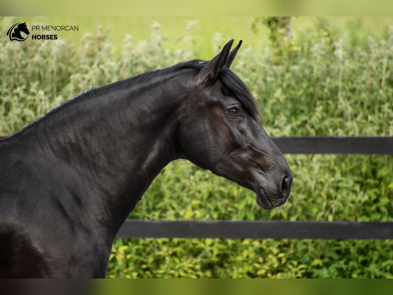 Menorcaanse Merrie 4 Jaar 159 cm Zwart in Kent