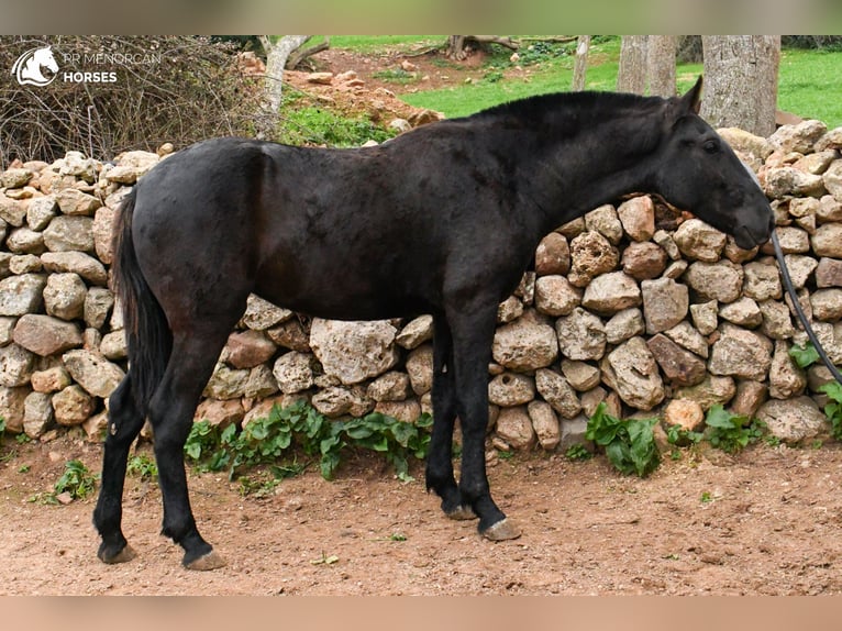 Menorcaanse Merrie 4 Jaar 160 cm in Menorca