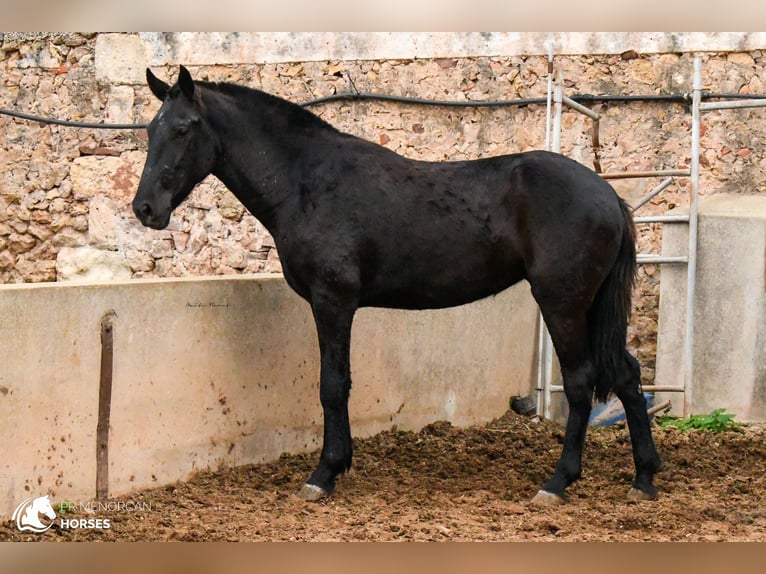 Menorcaanse Merrie 4 Jaar 160 cm Zwart in Menorca