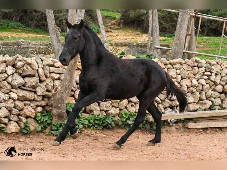 Menorcaanse Merrie 4 Jaar 160 cm Zwart in Menorca