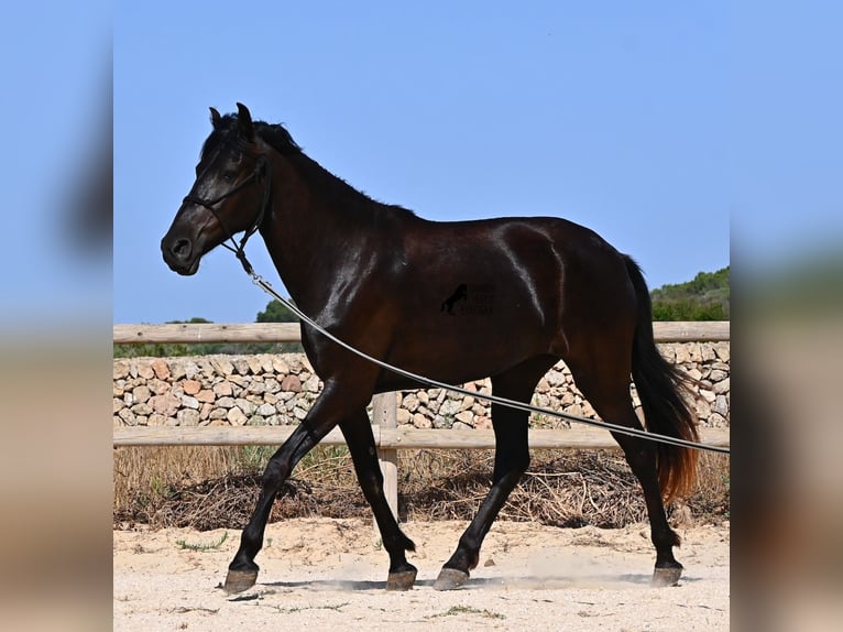 Menorcaanse Merrie 4 Jaar 161 cm Zwart in Menorca